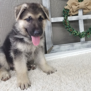 German Shepherd Dog Puppy Colby