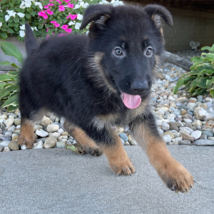 German Shepherd Dog Puppy Owen
