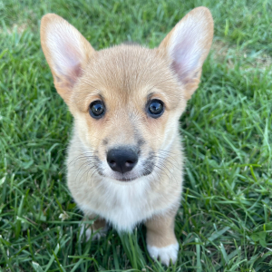 Pembroke Welsh Corgi Puppy Ginger