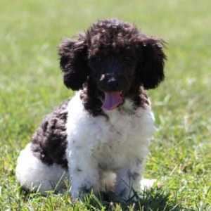 Poodle Puppy Harley Ann