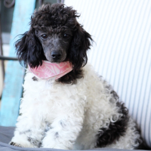Poodle Puppy Harley Ann