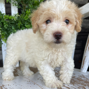 Bichonpoo Puppy Bonnie