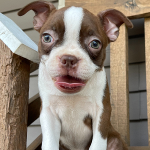 Boston Terrier Puppy Evelyn