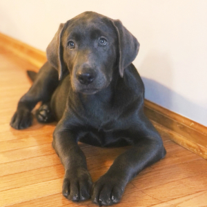Labrador Retriever Puppy Kelly