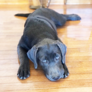 Labrador Retriever Puppy Kelly