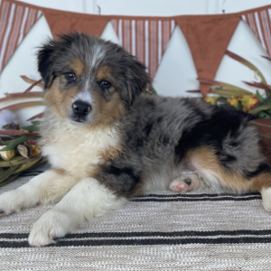 Australian Shepherd Puppy Max