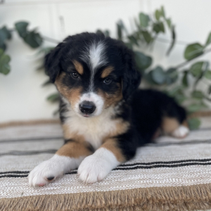 Australian Shepherd Puppy Chase