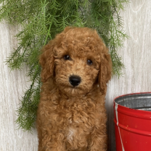 Poodle Puppy Ray