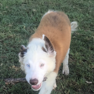 Border Collie Puppy Merle