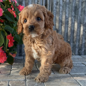 Cockapoo Puppy Zadie