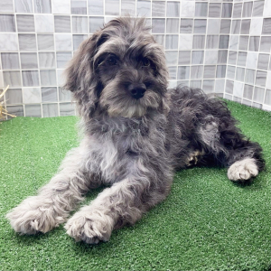 Cockapoo Puppy Wesley