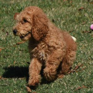 Poodle Puppy Josey