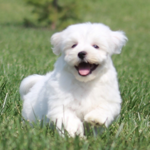 Havanese Puppy Lisa