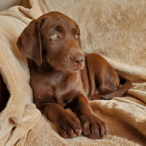 Labrador Retriever Puppy Fiona