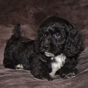 Cavapoo Puppy Pete
