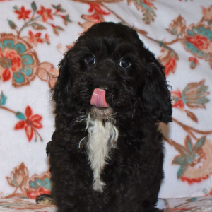 Cavapoo Puppy Pete