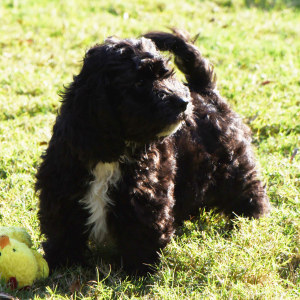 Cavapoo Puppy Pete