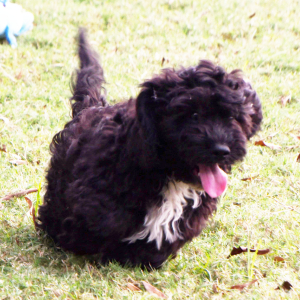 Cavapoo Puppy Pete