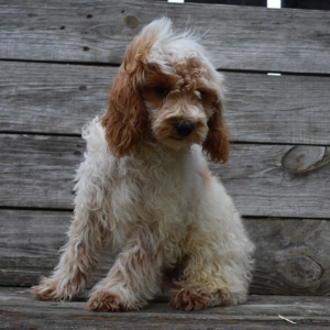 Cavapoo Puppy Neal