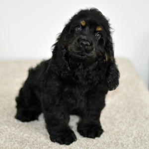 Cocker Spaniel Puppy Luke