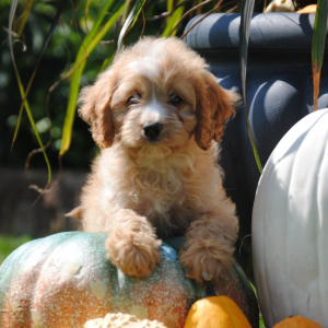 Cavapoo Puppy Lila