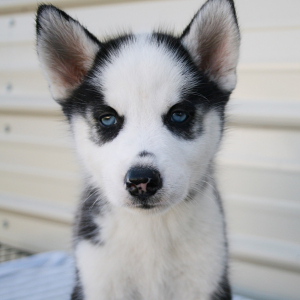 Siberian Husky Puppy Bellatrix