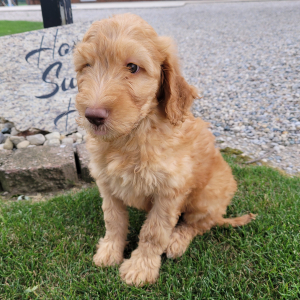 Goldendoodle Puppy Troy