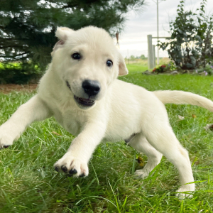 Labrador Retriever Puppy Davy