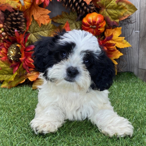 Shichon Puppy Peaches