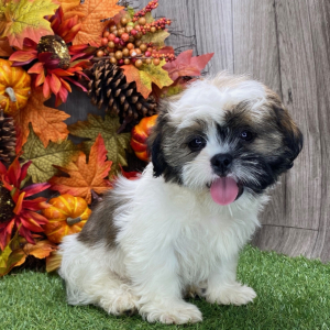 Shih Tzu Puppy Wally
