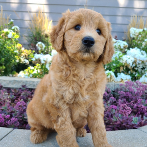 Goldendoodle Puppy Jessie