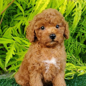 Poodle Puppy Huck