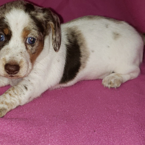 Dachshund Puppy Lacy