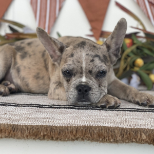 French Bulldog Puppy Bentlee