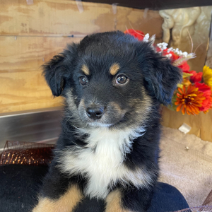 Australian Shepherd Puppy Romeo