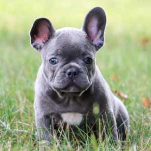 Frenchton Puppy Peony
