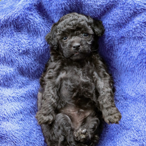 Poodle Puppy Riley