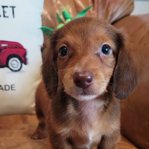 Dachshund Puppy Oswald