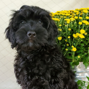 Cockapoo Puppy Dunkin