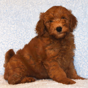 Labradoodle Puppy Pistol