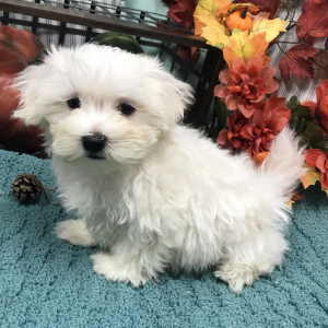 Maltese Puppy Jayden