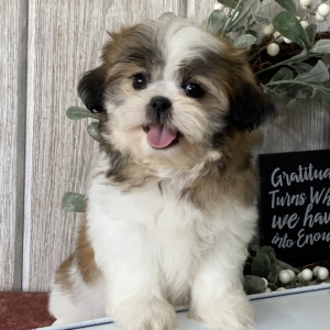 Shih Tzu Puppy Nozie
