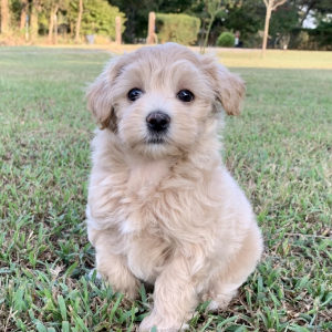 Maltipoo Puppy Nikki