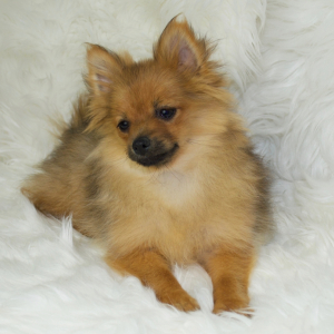 Pomeranian Puppy Daphany