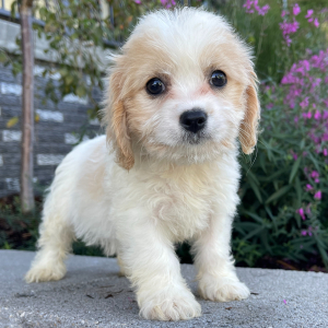 Cavachon Puppy Amber
