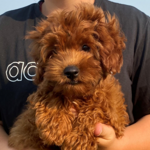 Cavapoo Puppy Hudson