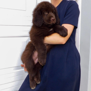 Newfoundland Puppy Bear