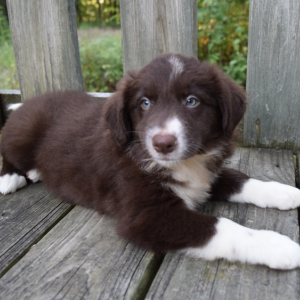 Border Collie Puppy Verbana