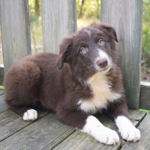 Border Collie Puppy Verbana