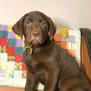 Labrador Retriever Puppy Kellie